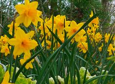 yellow daffodils are blooming in the garden