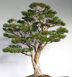 a bonsai tree in a pot on a table