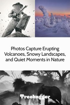 an elephant and some other animals in the snow with text that reads photos capture erupting volcanos, snowy landscapes, and quiet moments in nature