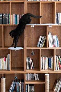 a black cat standing on top of a book shelf