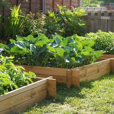 several wooden raised garden beds with plants growing in them