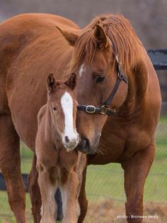 two brown horses standing next to each other near a fenced in area with grass