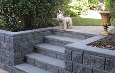 a dog is standing on some steps outside