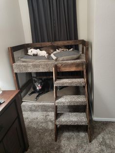 a dog laying on top of a bunk bed in a room with carpeted floors