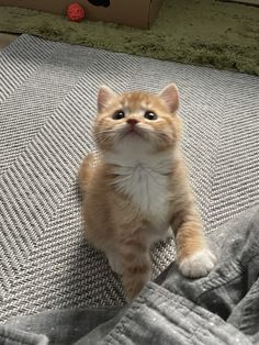 an orange and white kitten sitting on top of a bed