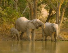 two adult elephants and one baby elephant are standing in the water near some tree's