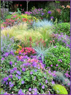 colorful flowers and plants in a garden