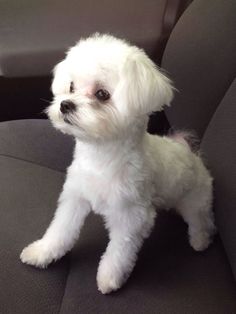 a small white dog sitting on top of a seat