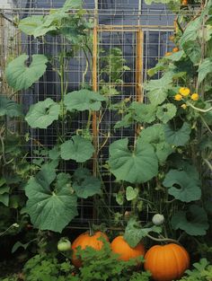 Pumpkin Garden Ideas: Vibrant Pumpkin Vines on Metal Trellis Pumpkin Growing Trellis, Pumpkin Trellis Ideas, Pumpkin Trellis, Fall Cottagecore