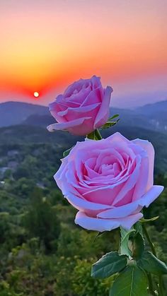 two pink roses sitting on top of a lush green hillside with the sun setting in the background