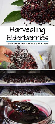 there are many different types of elderberries in the jar and on the table, with text overlay that reads harvesting elderberries tales from the kitchen shed