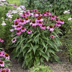 purple flowers are blooming in the garden