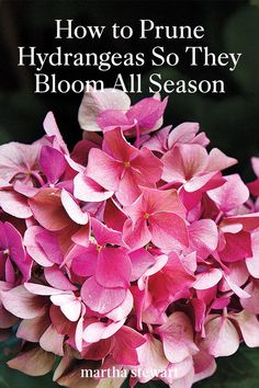 pink flowers with the title how to prune hydrangeas so they bloom all season