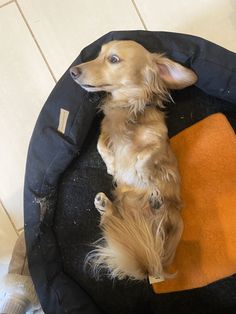 a dog laying on top of a black and orange bed