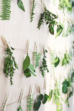 the green leaves are hanging on the wall