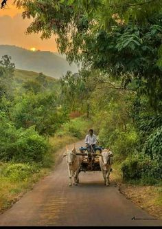 a man riding on the back of a cart pulled by two oxen down a dirt road