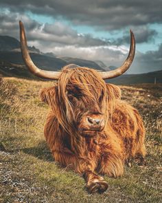 an animal that is laying down in the grass with long horns on it's head