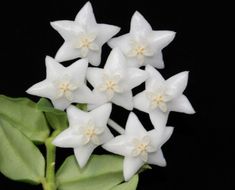 small white flowers with green leaves on a black background