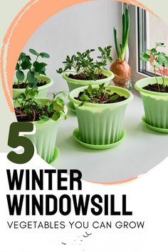 five potted plants with the words 5 winter windowsill vegetables you can grow in them