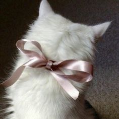 a white cat with a pink bow on it's head sitting on the floor