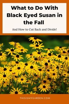 what to do with black eyed susan in the fall and how to cut back and divide