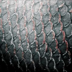 water drops on the surface of a snake skin