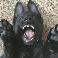 a black dog with its mouth open and it's paws up