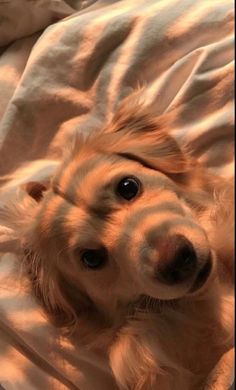 a dog laying on top of a bed covered in white sheets with his eyes wide open