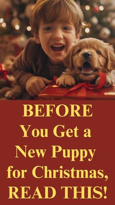 Before you go out and get a new puppy for Christmas, read this blog post from Professional Dog Trainer, Doggy Dan!

(affiliate link) Puppy Care