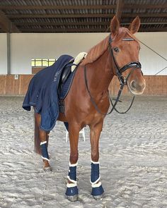 a brown horse standing in an indoor arena wearing boots and a blanket on it's back