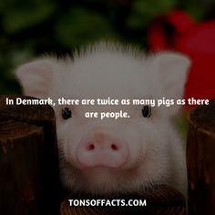 a pig peeking out from behind a fence with a caption that reads, i'm demar, there are twice as many pigs as there are people