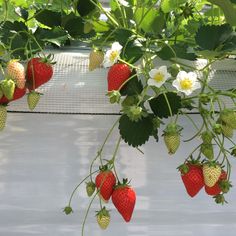 several strawberries hanging from a vine with white flowers