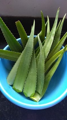 aloea leaves in a blue bowl on a counter