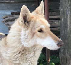 a large white dog standing next to a wooden fence