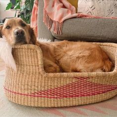 a brown dog laying in a wicker bed on top of a carpeted floor