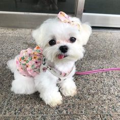 a small white dog sitting on top of a floor next to a pink leasher