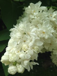 the white flowers are blooming on the tree