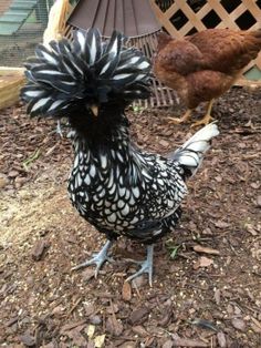 two chickens standing in the dirt next to each other and one chicken has black feathers on it's head