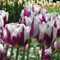 purple and white tulips are blooming in the garden