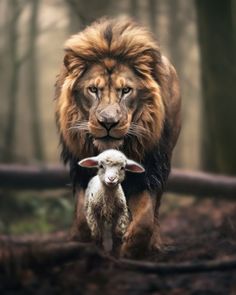 a lion and lamb walking through the woods