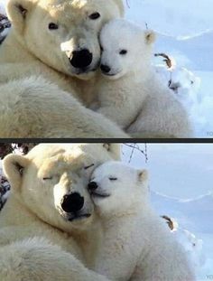 two polar bears cuddle together in the snow and one is hugging its head on another bear's back