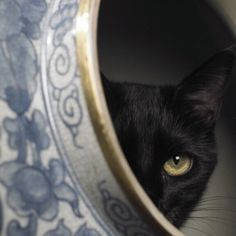 a black cat peeking out from behind a decorative vase