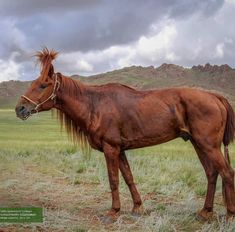 a brown horse standing on top of a grass covered field