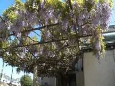 purple flowers growing on the side of a building