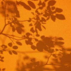 the shadow of leaves is cast on an orange wall with a window in the background