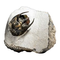 a fossil is shown in the middle of a rock with an animal's head on it