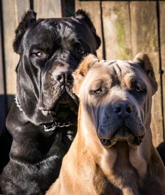 two large dogs sitting next to each other