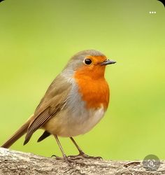 a small bird sitting on top of a tree branch in front of a green background