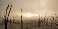 the sun shines through foggy trees in an arid area with no leaves on them