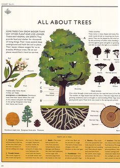 an illustrated tree with its roots and leaves labeled in the words, all about trees